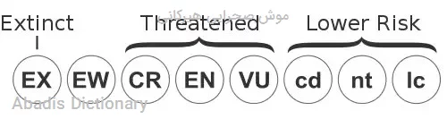 موش صحرایی هیرکانی